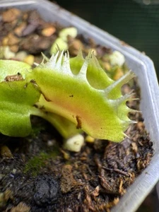 VFT fuzzy Tooth - Picture 1 of 2