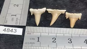 Lot 3 x Dent de requin fossile collection archeologie déco décoration - Imagen 1 de 1