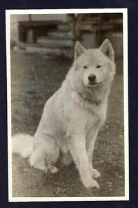Early 1900's RPPC Postcard, Dog, Akita? Animals - Picture 1 of 3