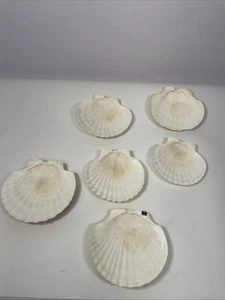 Original Jakobsmuschel Backschalen Vintage Japan Neu 4,75" Posten 6 Stück - Bild 1 von 13