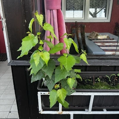 Birken / Birken / Birkenbaum / Birkenbäume - Bild 1 von 4