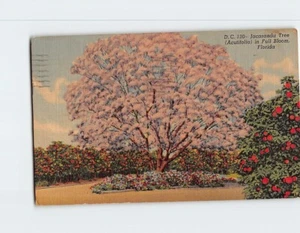Postcard Jacaranda Tree (Acutifolia) in Full Bloom Florida USA - Picture 1 of 2