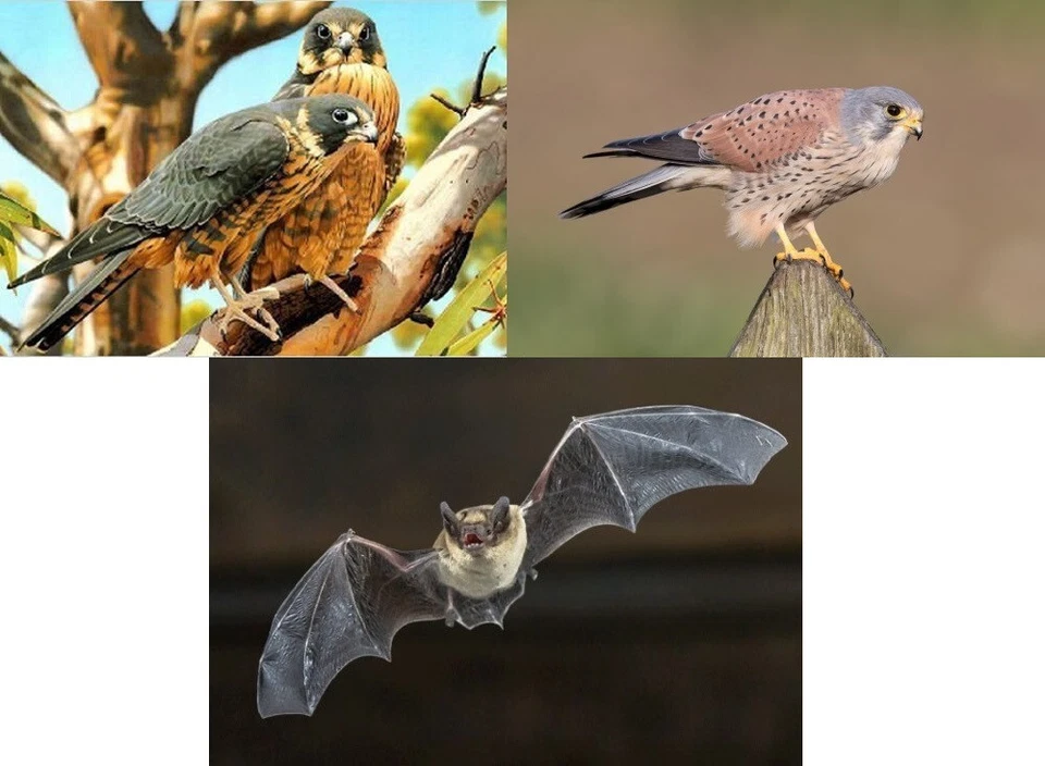 3 D Ansichtskarte Falke Fledermaus Postkarte Wackelkarte Hologrammkarte Bild - Bild 1 von 1