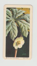 Brooke Bond Red Rose Tea Card Wild Flowers of North America # 21 May-Apple