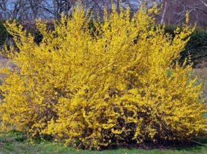 Forsythie GOLDZAUBER, im Topf - Bild 1 von 6