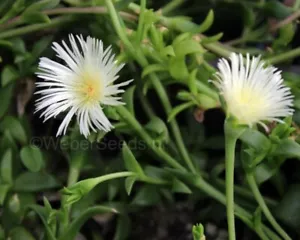 Kanna🌼 Sceletium Tortousum , One Rooted Plant. - Picture 1 of 2
