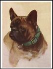 FRENCH BULLDOG HEAD STUDY LOVELY VINTAGE STYLE DOG ART PRINT POSTER