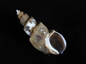 Sea Shell Japelion hirasei 91,5 mm ID#9449 - Imagen 1 de 3