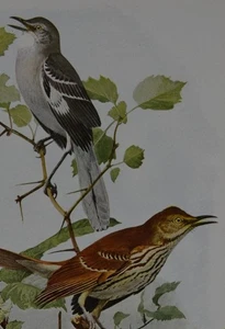 Antiguo arte de aves ornitología aves de Nueva York ruiseñor historia de 1923 - Imagen 1 de 7