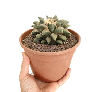 Ariocarpus retusus x cauliflower OWN ROOTS - - Cactus stella | Roccia vivente - Bild 1 von 5