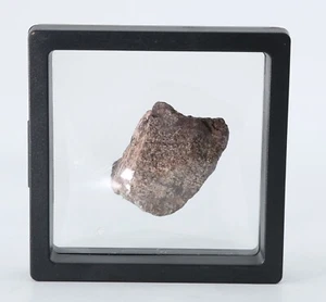 Diplodocus Sauropod Fossil Bone 1.89" Morrison Formation Colorado CO COA 6829 - Picture 1 of 10