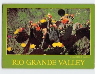 Postcard Flowering Cactus Rio Grande Valley - Image 1 of 2
