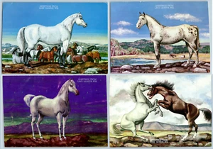 Lote de postales gigantes C1950 Wild Horse Stallion Fight John Roach Lake Geneva WI - Imagen 1 de 9