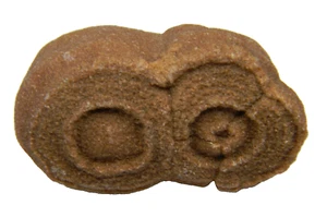 Stromatolite Fossil Morocco Medium 48.43 grams - Picture 1 of 5