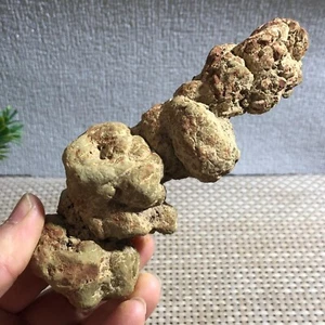 Gülle Dinosaurier Koprolit Gülle grobe Mineralproben 263g d0473 - Bild 1 von 15