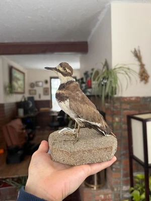 Killdeer Taxidermy dated 1900 bird taxidermy antique Foto 1 de 4