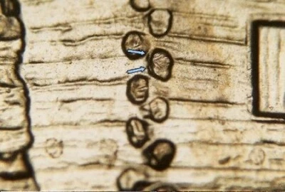 2009 D EC WDDR-003 Lincoln Cent Early Childhood Log Cabin Birthplace Doubled Die - Image 1 of 3