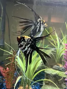 Beautiful Young Marble Veil Angelfish (Approx 1+ Inch diam) - 4 Pack - Picture 1 of 14