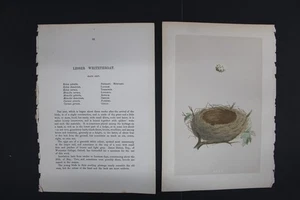 Birds, Nests, Eggs, F.O.Morris, 1875 - Picture 1 of 3