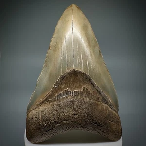 Stunning Coloration Serrated 3.80" Fossil MEGALODON Shark Tooth - Georgia - Picture 1 of 6