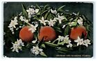 1912 Jacksonville FL Florida Oranges & Blossoms Early Postcard View