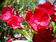 NERIUM OLEANDER 1 pianta in alveolo forestale oleandro fiore rosso per siepi