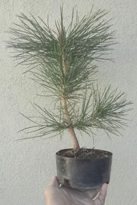 Japanese Black Pine Pre Bonsai Dwarf Shohin Fat Trunk Pinus thunbergii - Picture 1 of 5