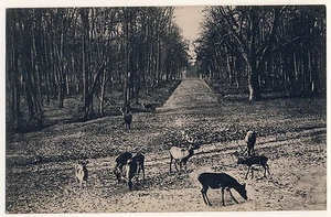 STUTTGART Partie aus dem Rotwildpark * AK um 1905 - Picture 1 of 2