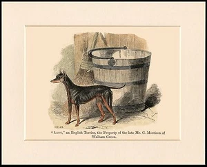 ENGLISH TOY TERRIER  ANTIQUE STYLE NAMED DOG PRINT MOUNTED READY TO FRAME - Picture 1 of 1