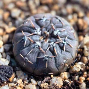 Gymnocalycium bodenbenderianum  about 4cm  Succulent  - Picture 1 of 1