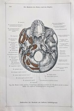 1911 Deutsche Anatomie Druckkopf Muskeln Basis Totenkopf Rechts Seite Außen