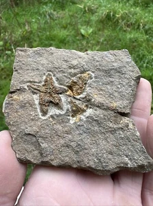 Seestern Marokko Seestern (Petraster?) und ein Edrioasteroid - Bild 1 von 9