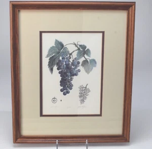 'Grape Study' by Grant Dolge 215/1250 Original Watercolor Framed - Picture 1 of 8