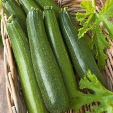 Zucchini Garten-Sämereien & -Zwiebeln Mittlere Sonne Gemüsesamen