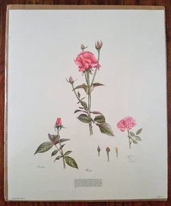 Rosa Rose Botánica - Estampado firmado y numerado por Carmel Foret 1988 - Imagen 1 de 8