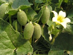 Squirting cucumber (Ecballium elaterium) 20 Fresh Seeds - Picture 1 of 9