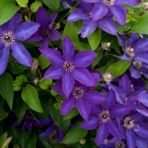 Clematis 'The President' 9cm Plant x 2. Large purple flowers. Climbing perennial - Picture 1 of 3