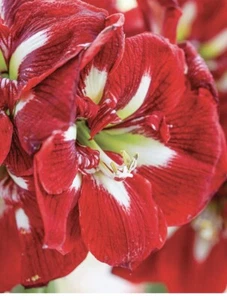 Hippeastrum Bulbs Rare And Unique : Pot Luck : Mix Colours: 99 Cents  Bidding: - Picture 1 of 10