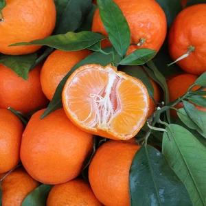 100+ Clementinen Orange Seedss (Citrus clementina) Sweet Orange - Picture 1 of 8