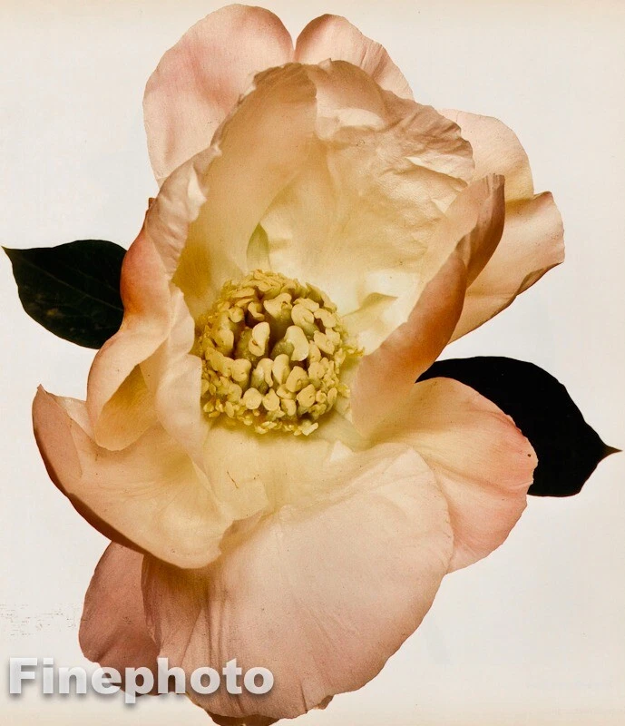 1980 年复古 IRVING PENN 植物白桃花照片雕刻艺术 12X16 — 第 1/1 张图片