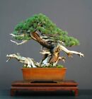 30 Dwarf Mugo Pine Bonsai Tree Seeds to Grow Pinus mugo pumilio