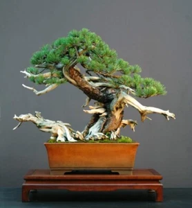 30 Dwarf Mugo Pine Bonsai Tree Seeds to Grow Pinus mugo pumilio - Picture 1 of 2