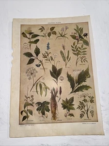 POISONOUS PLANTS DRAWINGS BY FLEMING COLOR PLATE FROM 1913 M WEBSTER DICTIONARY - Picture 1 of 20