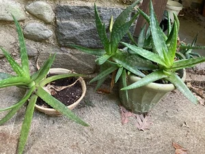 Organic Aloe Vera Plant (Succulent) - Picture 1 of 4