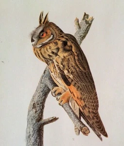 John James Audubon Birds LONG-EARED OWL Vintage Art Book Plate Print 390 - Picture 1 of 3