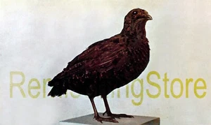 Coturnix coturnix, Forma Synoecus Lodoisiae © 1911 reimpresión vintage - Imagen 1 de 1