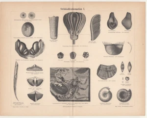 Formación de carbón fósiles de formación de carbón litografía antigua 1889 - Imagen 1 de 1