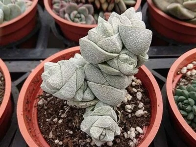 Crassula Deceptor 2cm diameter  succulent  - Image 1 of 4