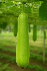 Bottle Gourd 20 Seeds – Calabash / Lauki / Opo – Heirloom Vegetable Easy to Grow - Picture 1 of 4