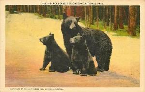 Postal de los osos negros del Parque Nacional de Yellowstone de Wyoming - Imagen 1 de 2